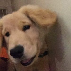 Meet your Posher, Desmond